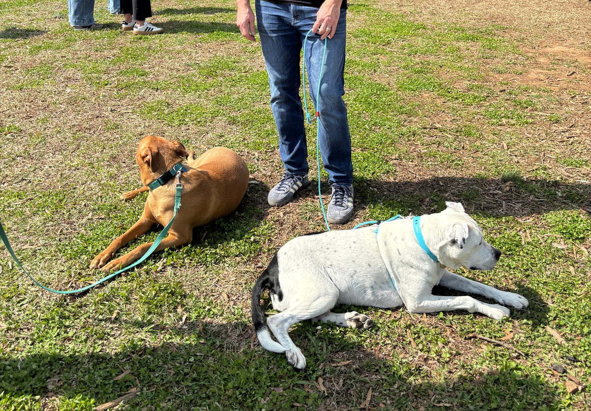 Tip 3 Teach your Dog to Hangout
