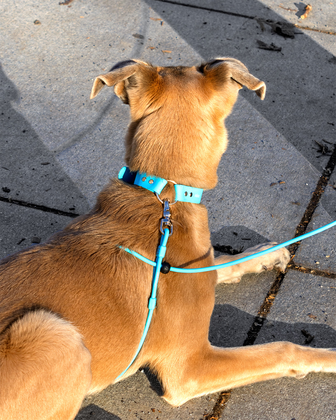 Field Set (Collar, Leash & Guide)