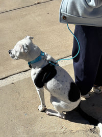 Field Set (Collar, 4-8 ft Leash & Guide)