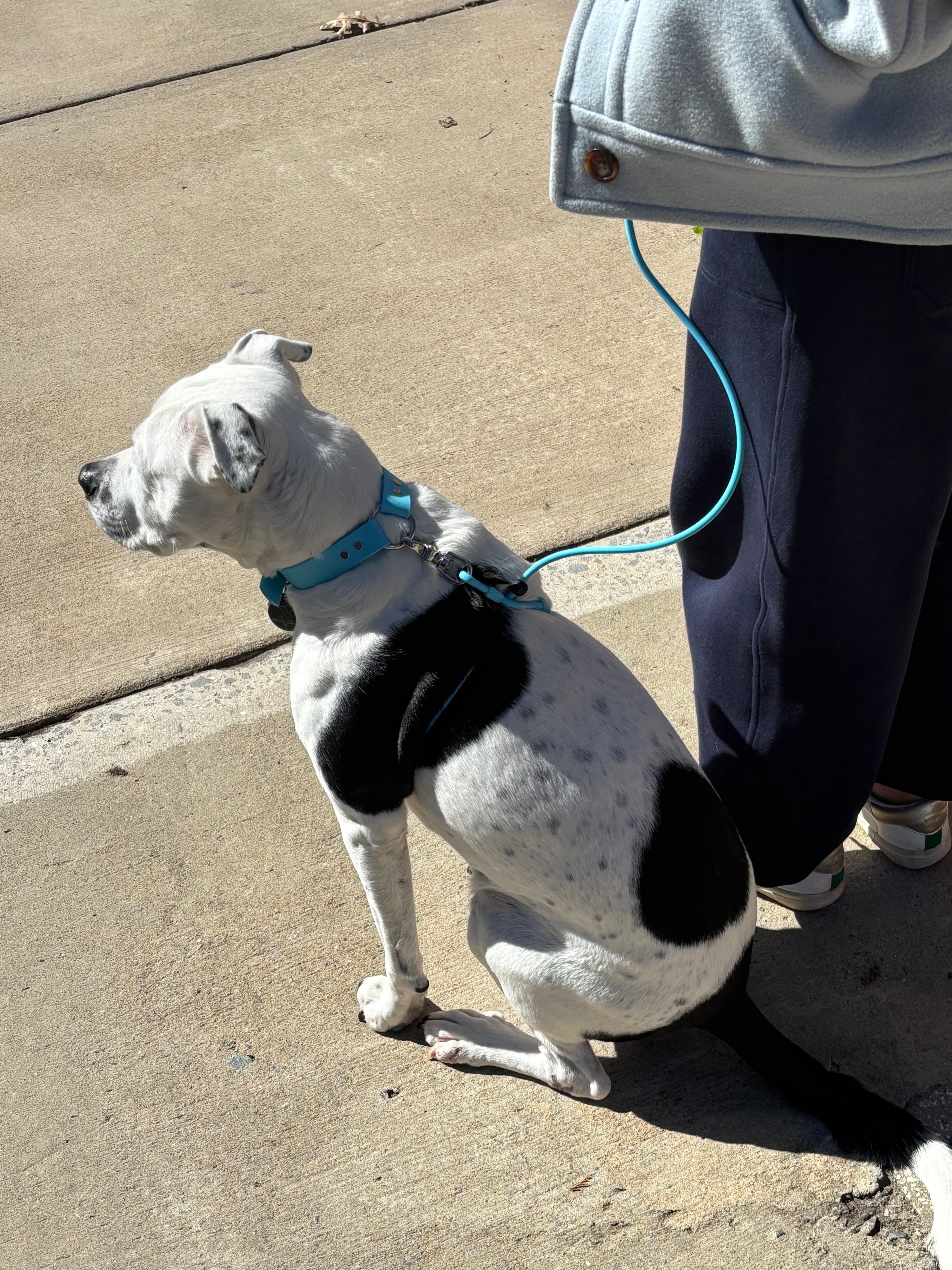 Field Set (Collar, 4-8 ft Leash & Guide)