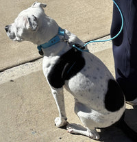 Field Set - (Collar, 4-8 ft Leash & Guide)