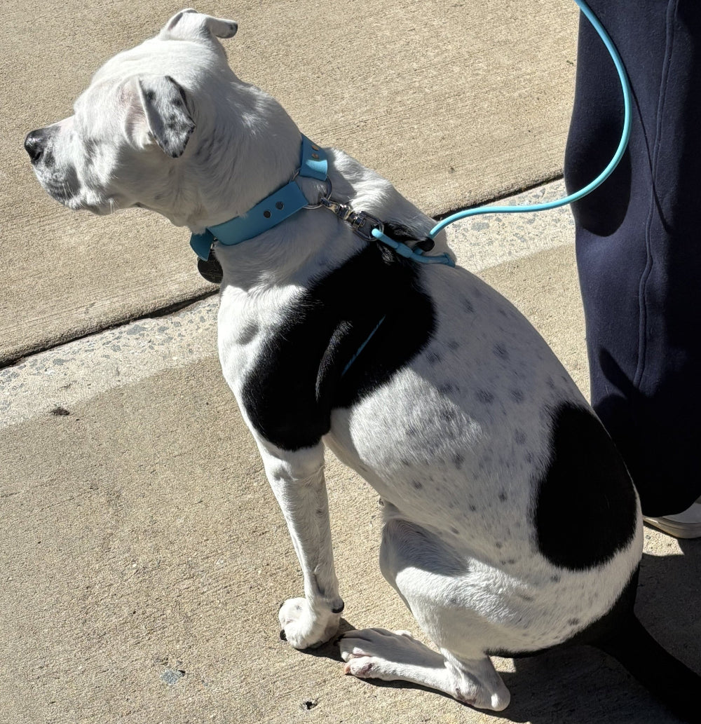 Field Set - (Collar, 4-8 ft Leash & Guide)