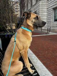 Field Set (Collar, 4-8 ft Leash & Guide)